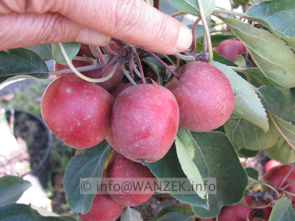 Malus Roter Zwerg Riesenaepfel.JPG